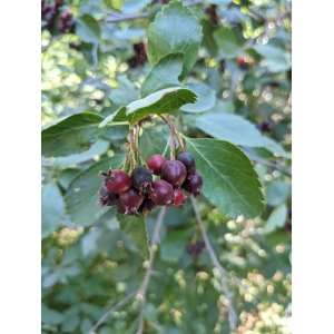 Muchovník (Amelanchier) ´PRINCESS DIANA´ - výška 20-40 cm, kont C2L